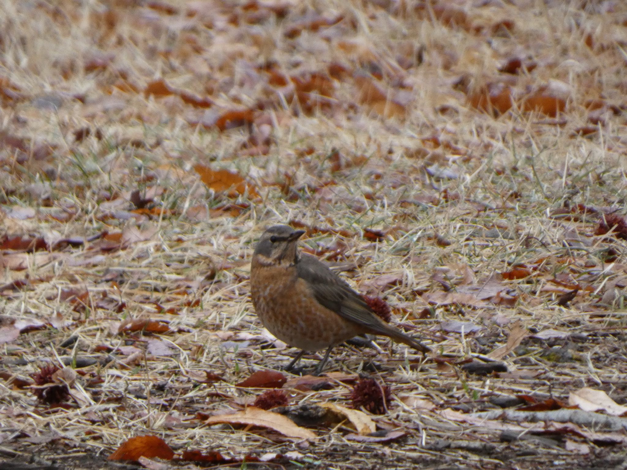 武蔵野公園 ハチジョウツグミの写真