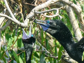 Little Black Cormorant Royal Botanic Gardens Sydney Wed, 3/29/2023