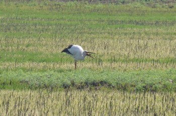 Oriental Stork 渡瀬遊水池 Wed, 3/29/2023