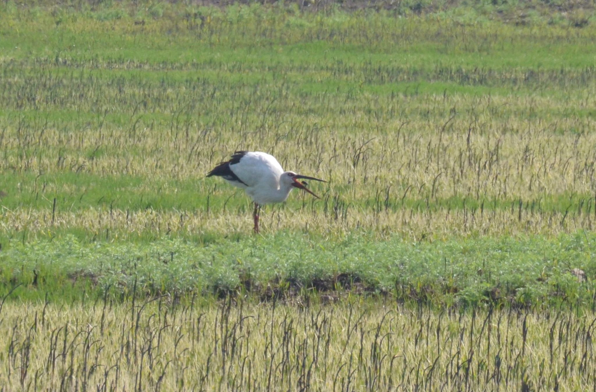 Oriental Stork