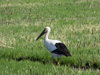 Wed, 3/29/2023 Birding report at 渡瀬遊水池