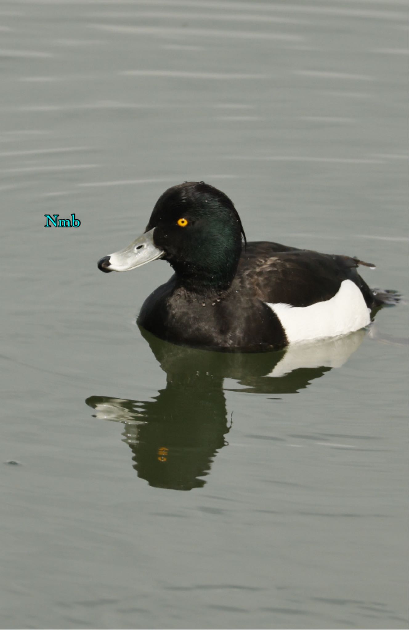 Photo of Tufted Duck at  by soul.number.358