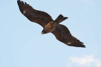 Black Kite 渡瀬遊水池 Wed, 3/29/2023