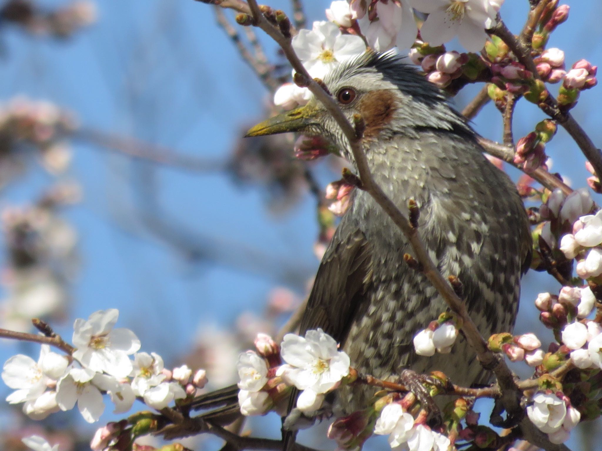 ヒヨドリさんと桜