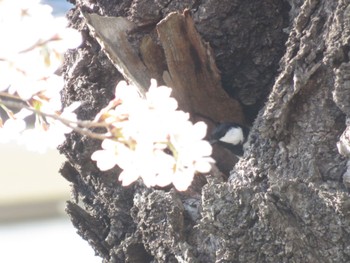 Japanese Tit 豊科近代美術館の庭園 Thu, 3/30/2023