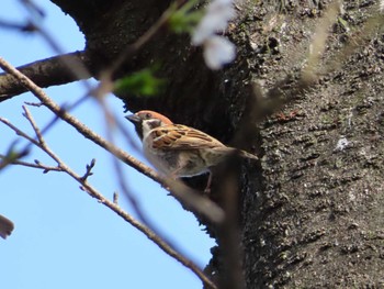 Eurasian Tree Sparrow 伊勢市倉田山公園 Thu, 3/30/2023