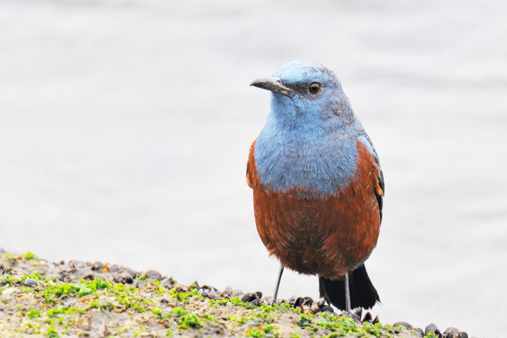 お台場海浜公園 イソヒヨドリの写真