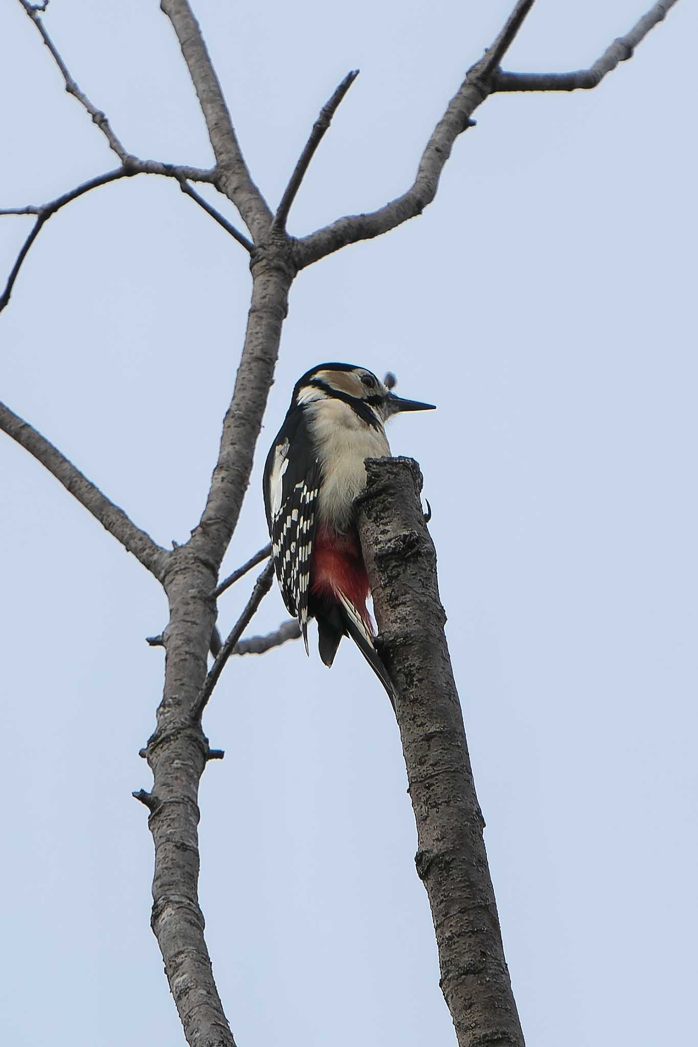 Great Spotted Woodpecker