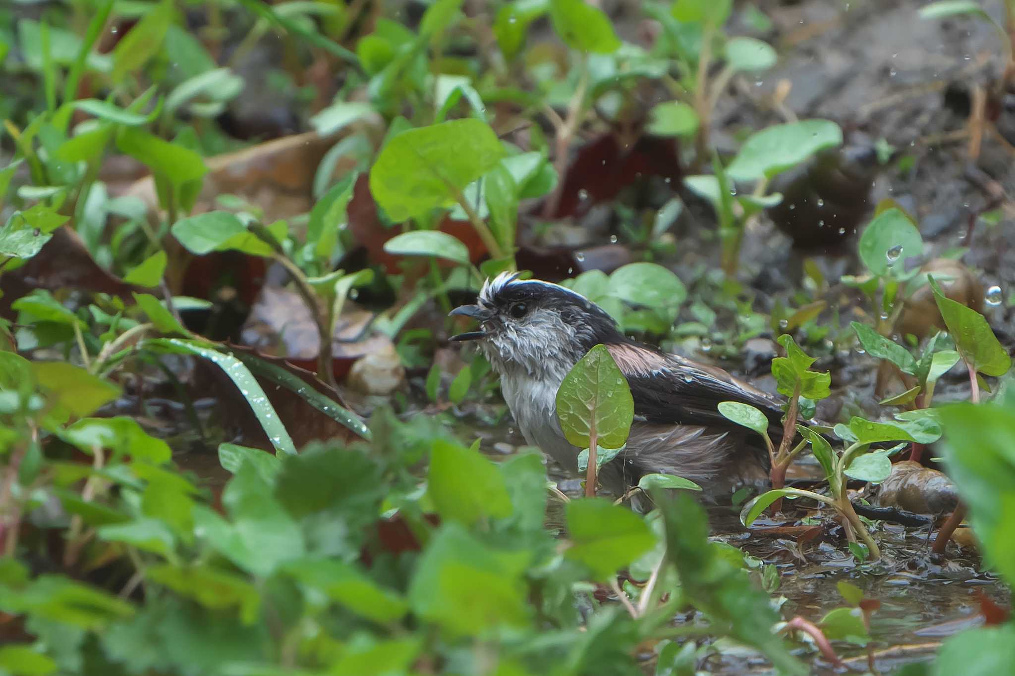 Photo of Long-tailed Tit at 明石市 by 禽好き