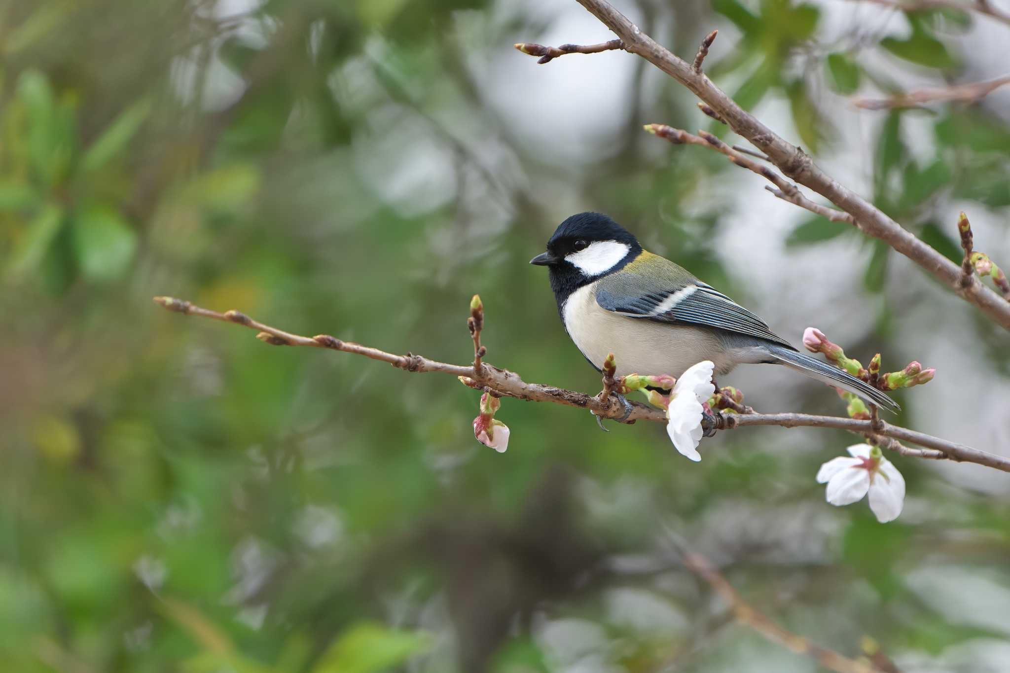 Japanese Tit