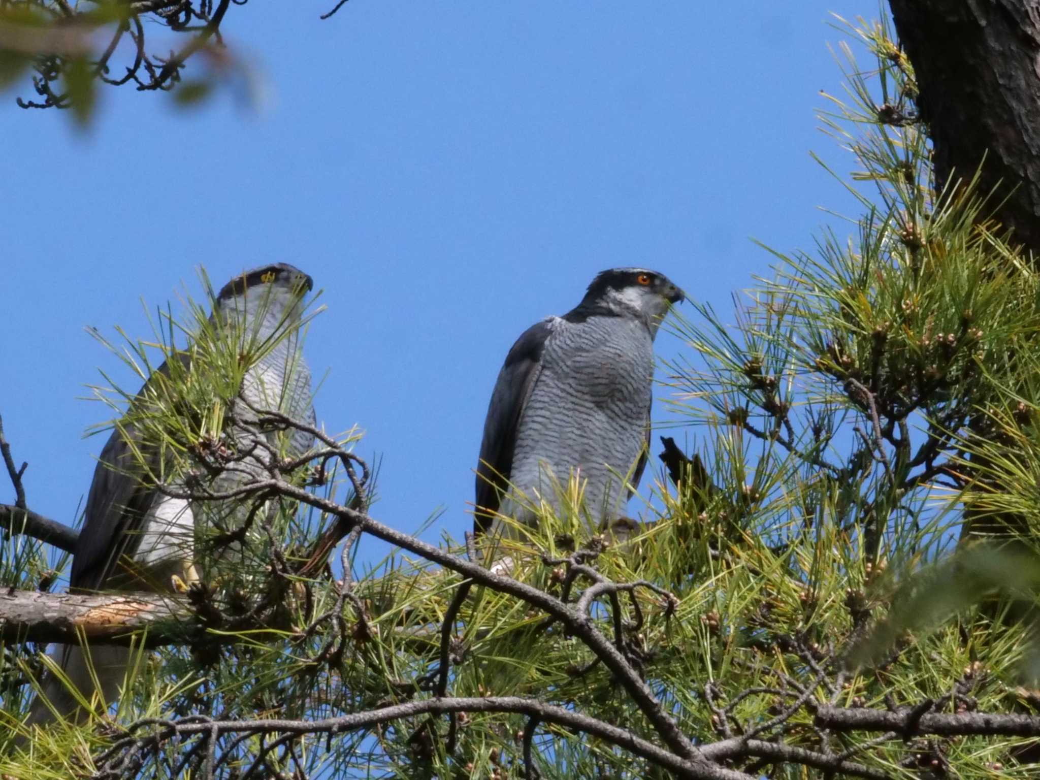 ペアです。 by little birds