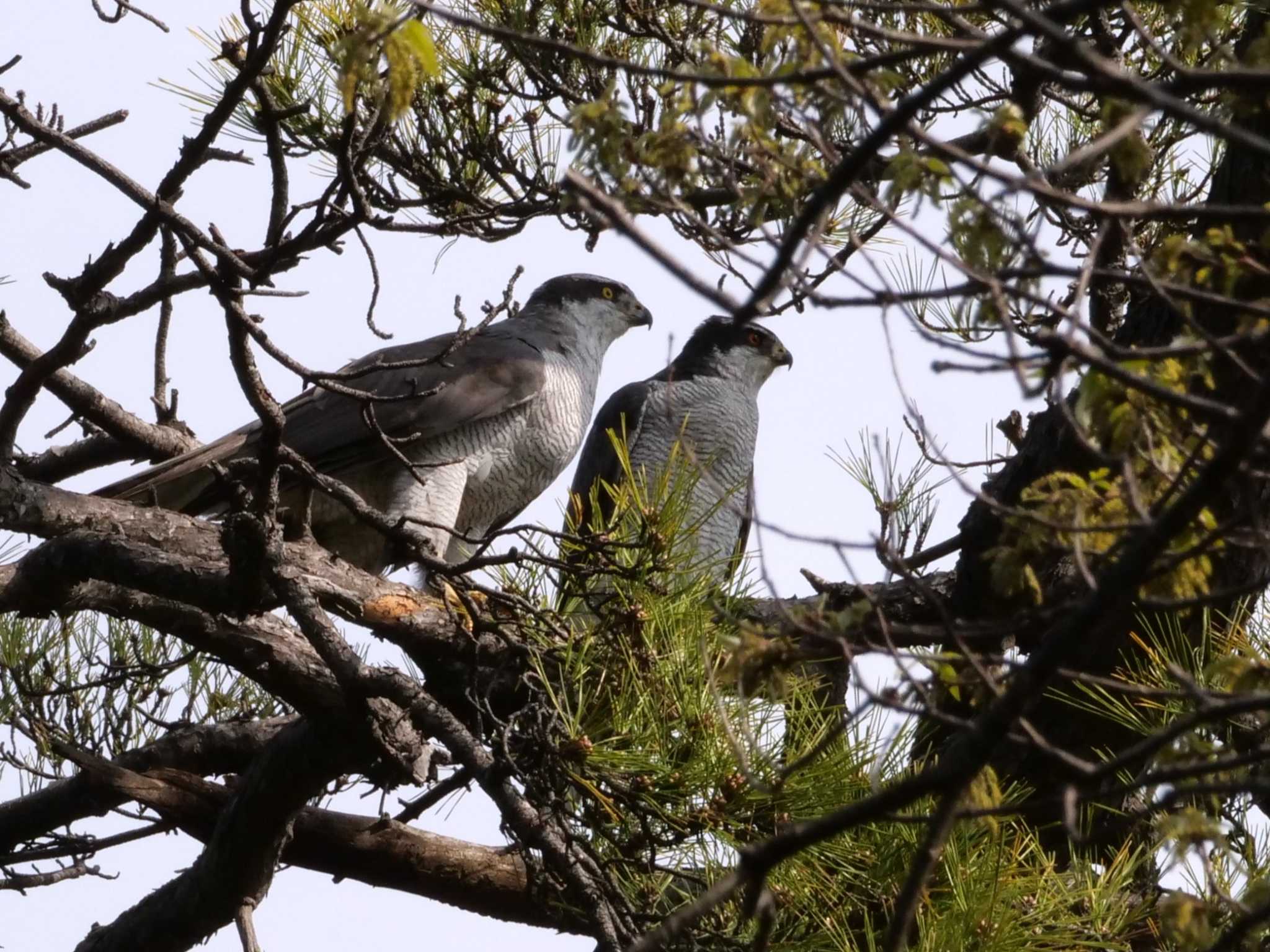 多摩川 オオタカの写真 by little birds