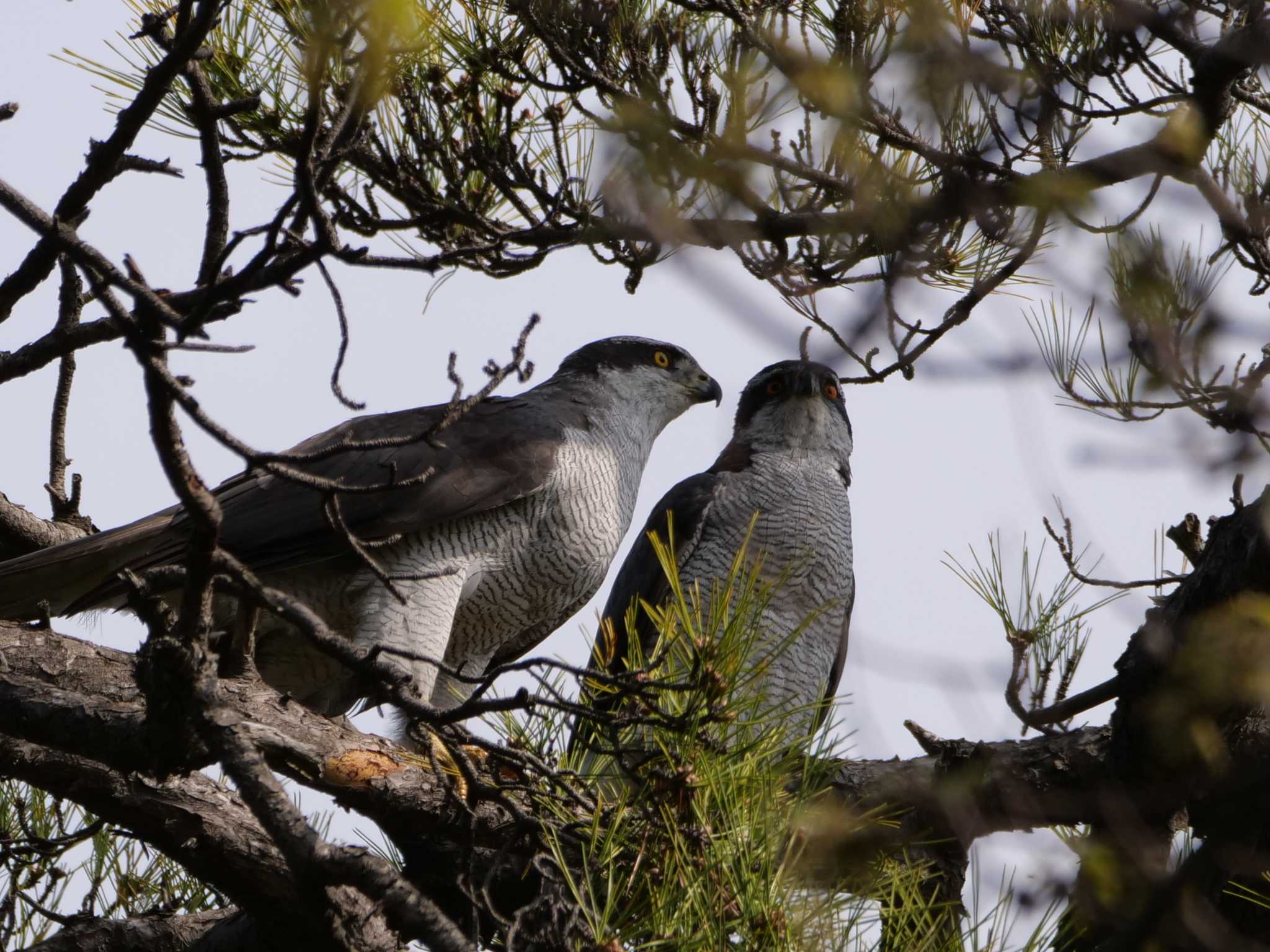 オオタカ3態。　little birds・・・