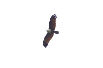 Brahminy Kite Taman Alam Kuala Selangor Sat, 3/4/2023