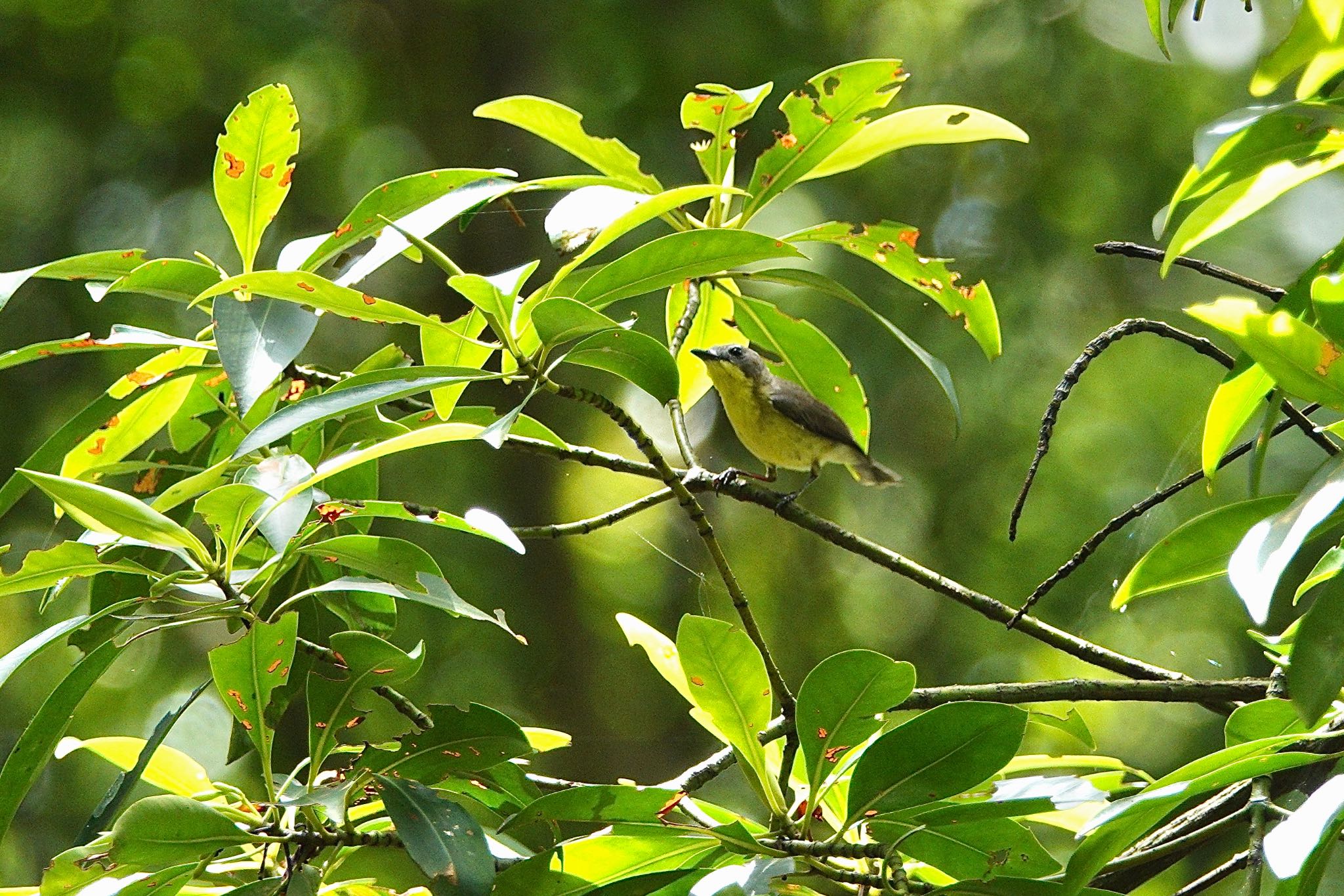 Photo of Golden-bellied Gerygone at Taman Alam Kuala Selangor by のどか