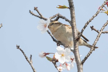 ニュウナイスズメ 場所が不明 2023年3月30日(木)