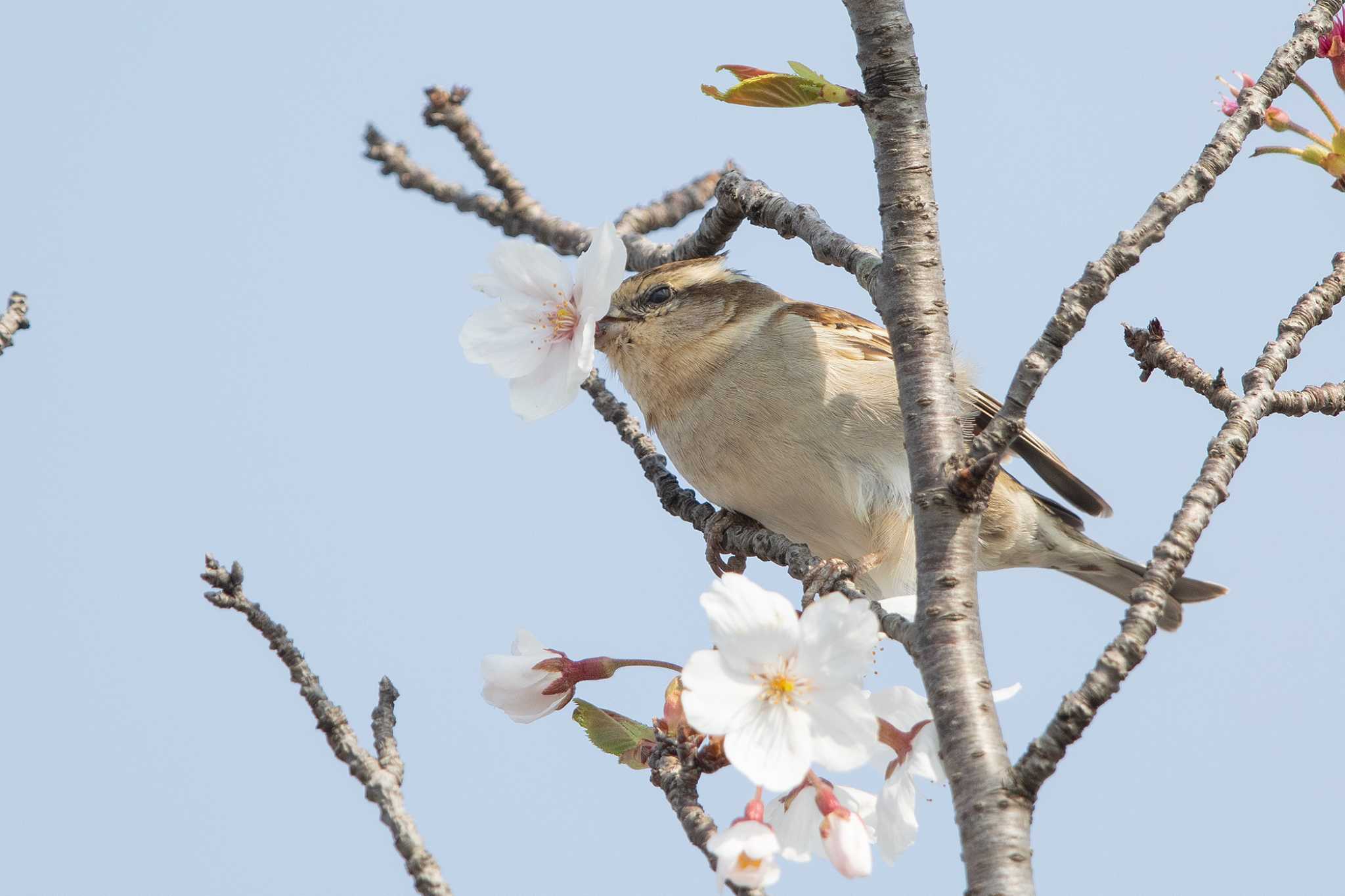 Photo of Russet Sparrow at  by My