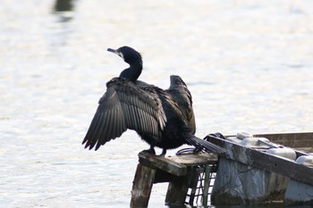 カワウ 洗足池(大田区) 2023年3月30日(木)