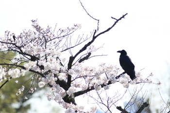 ハシブトガラス 洗足池(大田区) 2023年3月30日(木)