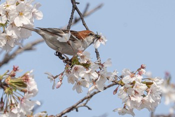 ニュウナイスズメ 場所が不明 2023年3月30日(木)