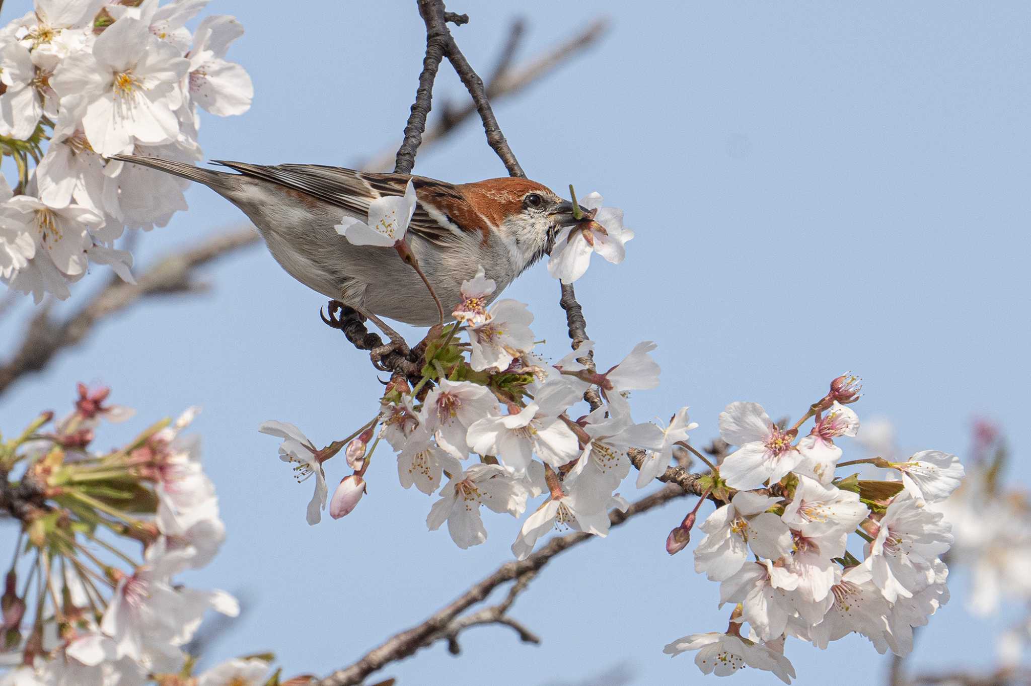 Photo of Russet Sparrow at  by My