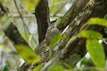 アカメヒヨドリ クアラセランゴール自然公園 2023年3月4日(土)