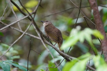 アカメヒヨドリ クアラセランゴール自然公園 2023年3月4日(土)