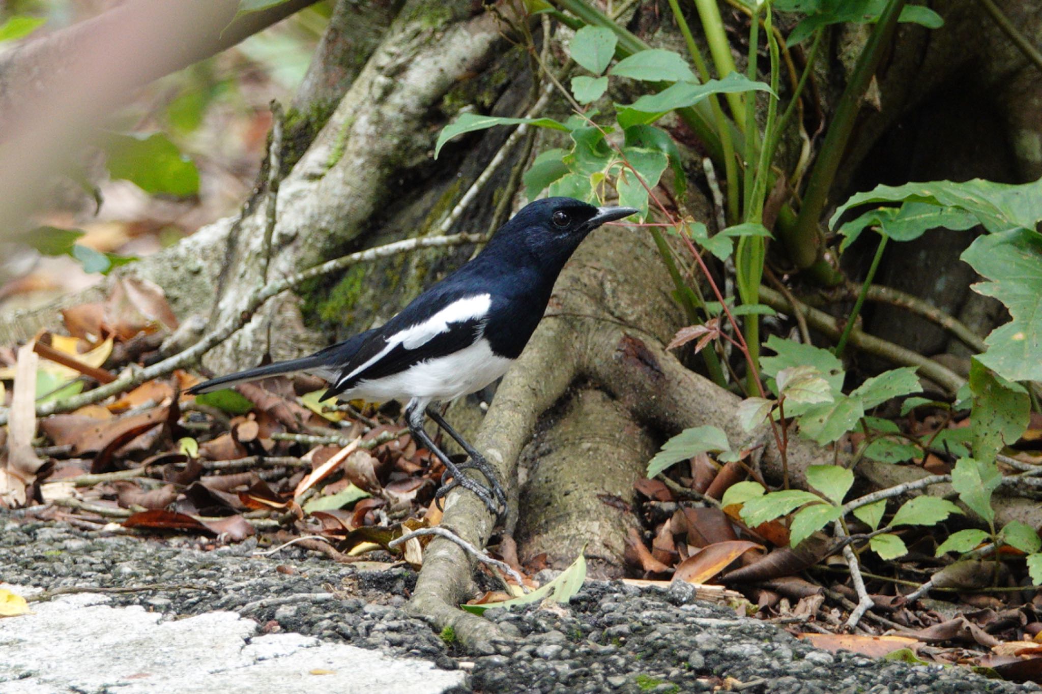 Oriental Magpie-Robin