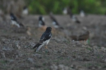 Pied Harrier Nong Bong Khai Non-hunting Area Sun, 2/19/2023