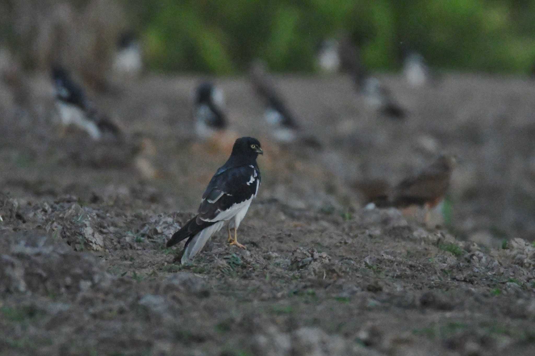 Photo of Pied Harrier at Nong Bong Khai Non-hunting Area by あひる