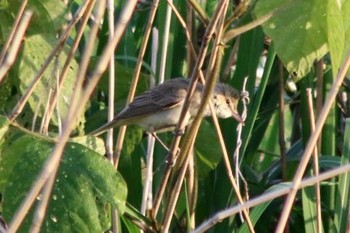 2018年5月19日(土) 羽村市水上公園付近の野鳥観察記録