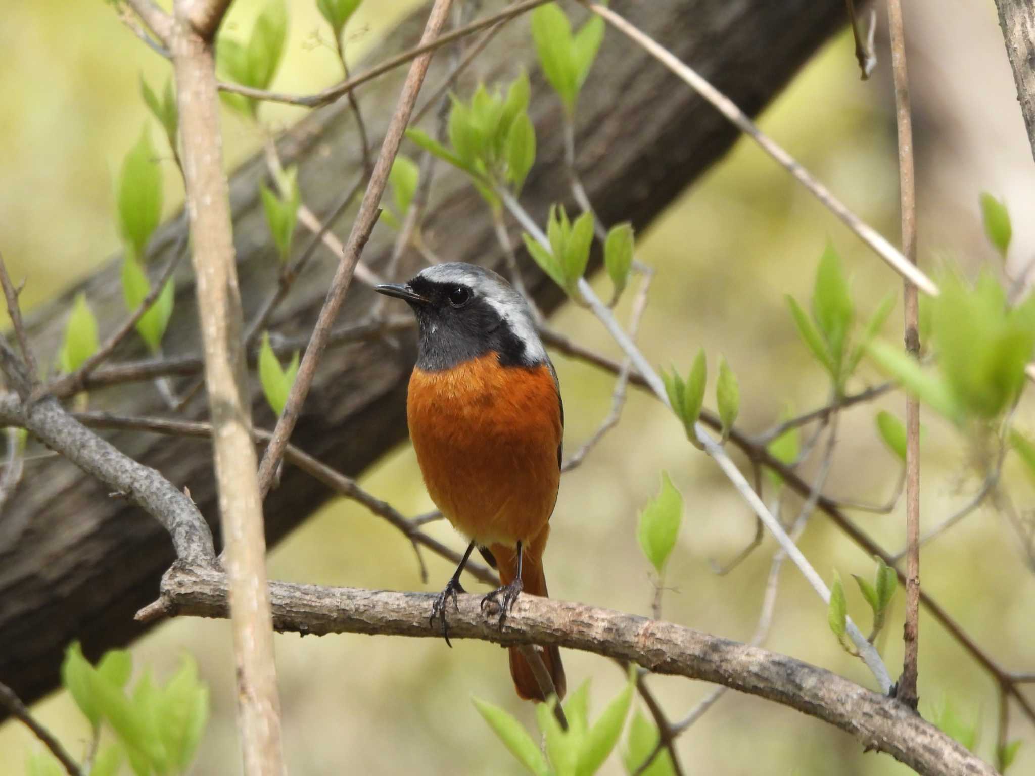 Photo of Daurian Redstart at Imperial Palace by biglife_birds