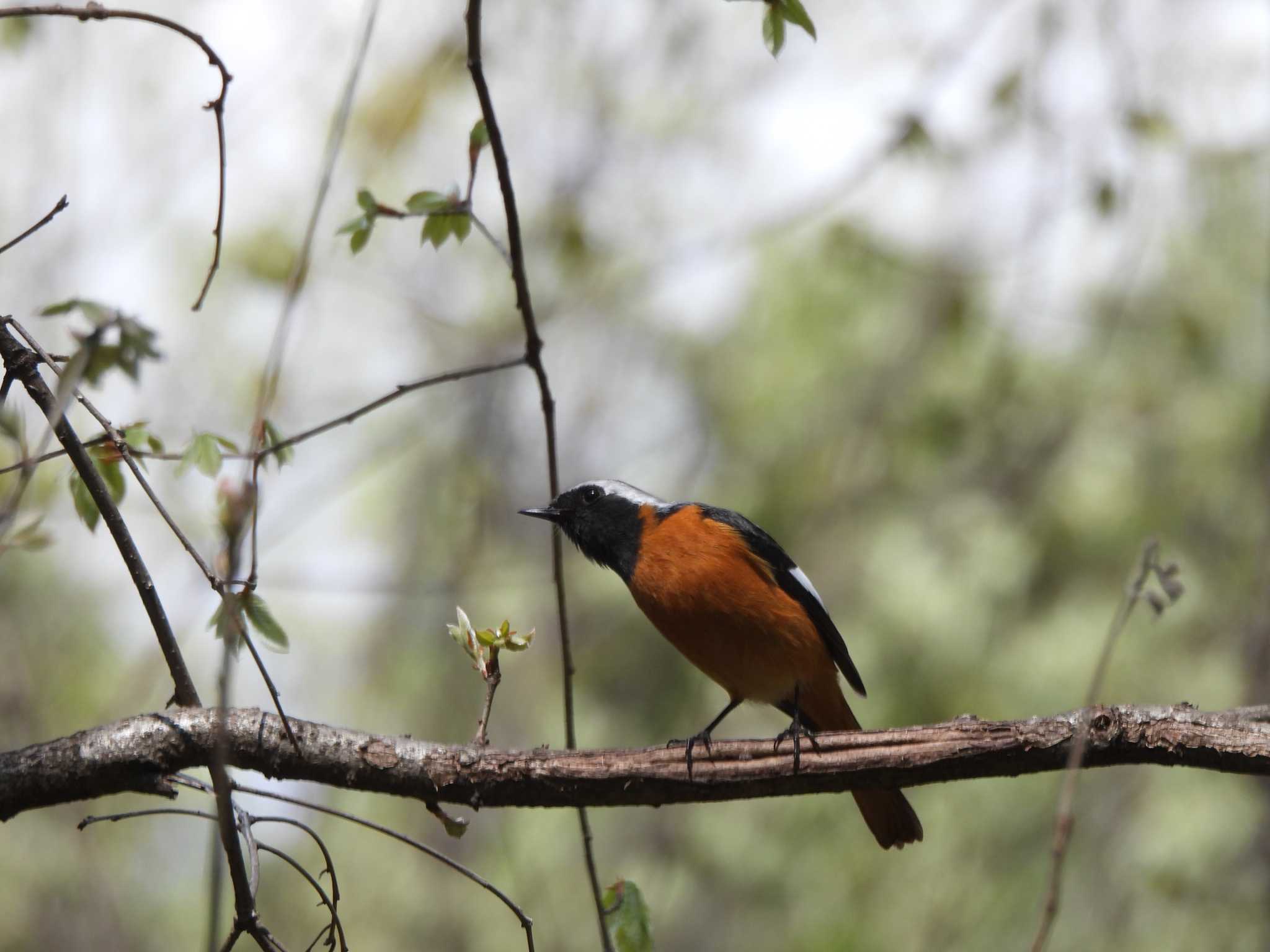 皇居 ジョウビタキの写真 by biglife_birds