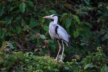 アオサギ クアラセランゴール自然公園 2023年3月5日(日)