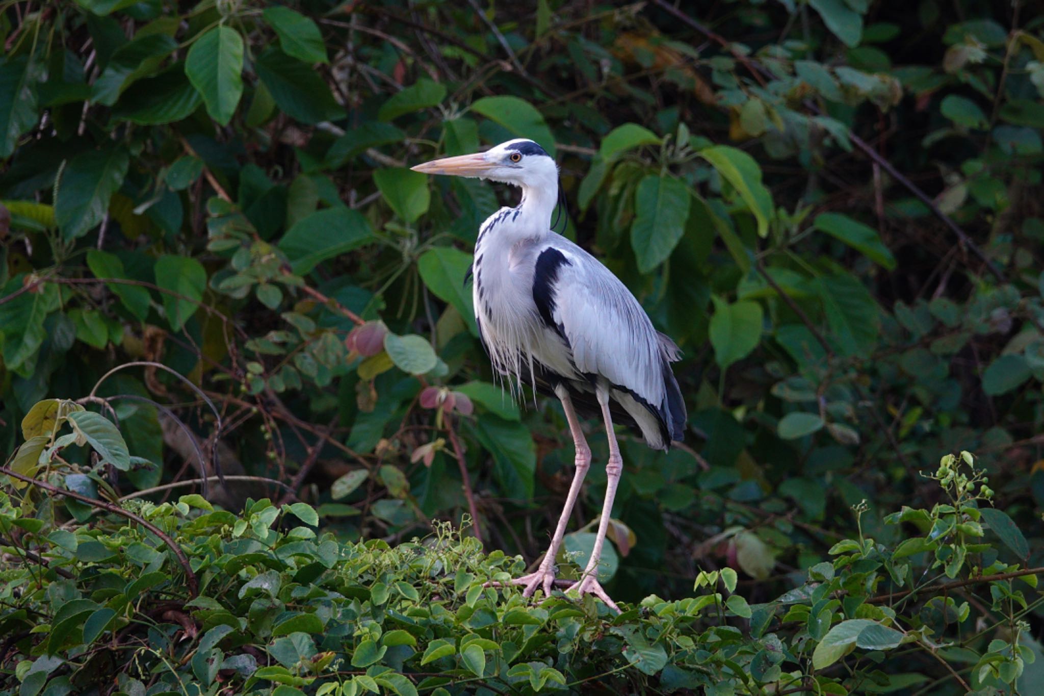 Photo of Grey Heron at Taman Alam Kuala Selangor by のどか