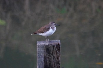 イソシギ クアラセランゴール自然公園 2023年3月5日(日)