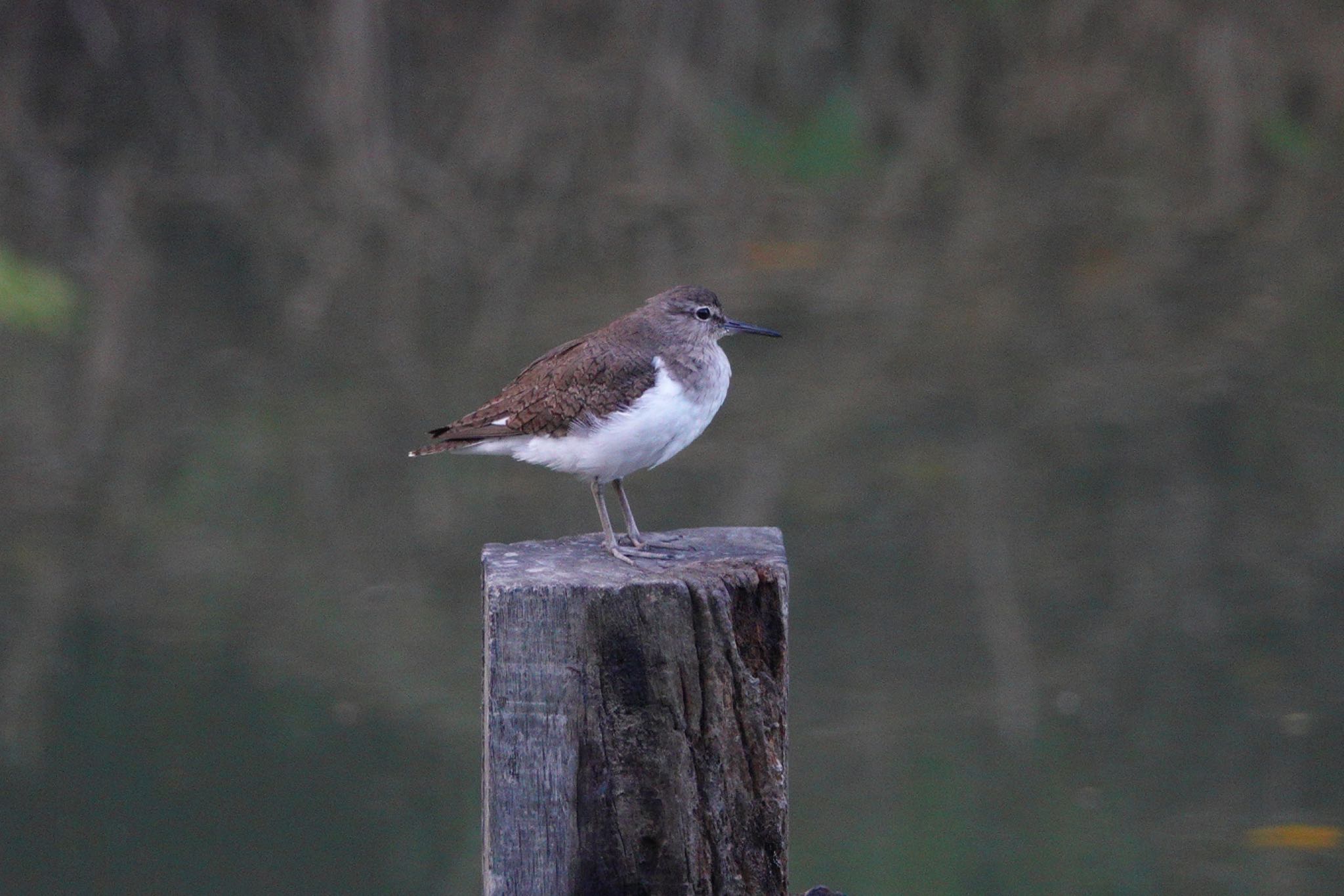 Common Sandpiper