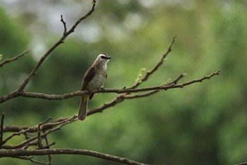 メグロヒヨドリ クアラセランゴール自然公園 2023年3月4日(土)