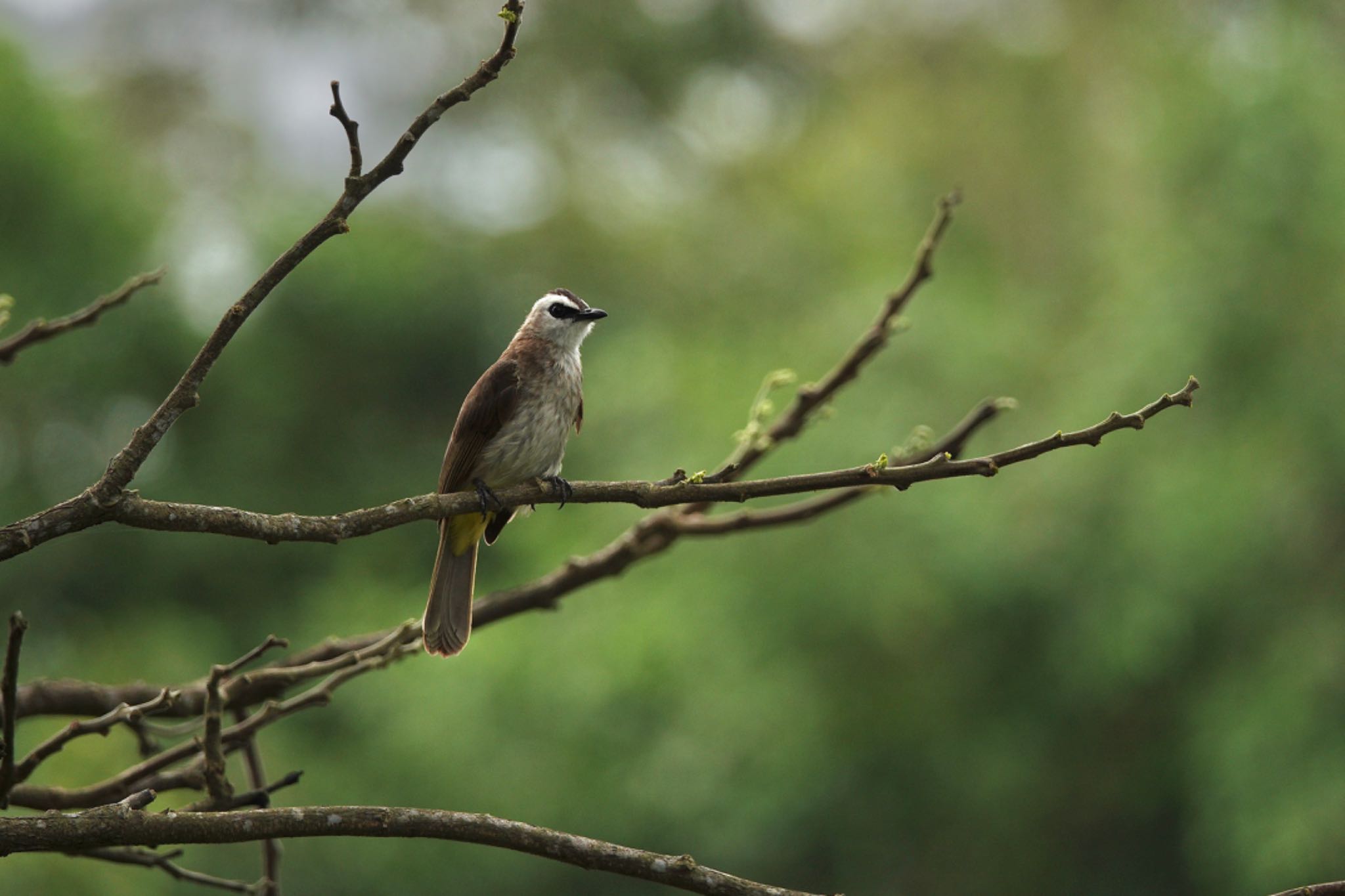 Yellow-vented Bulbul