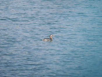 Red-necked Grebe Choshi Fishing Port Sat, 3/11/2023