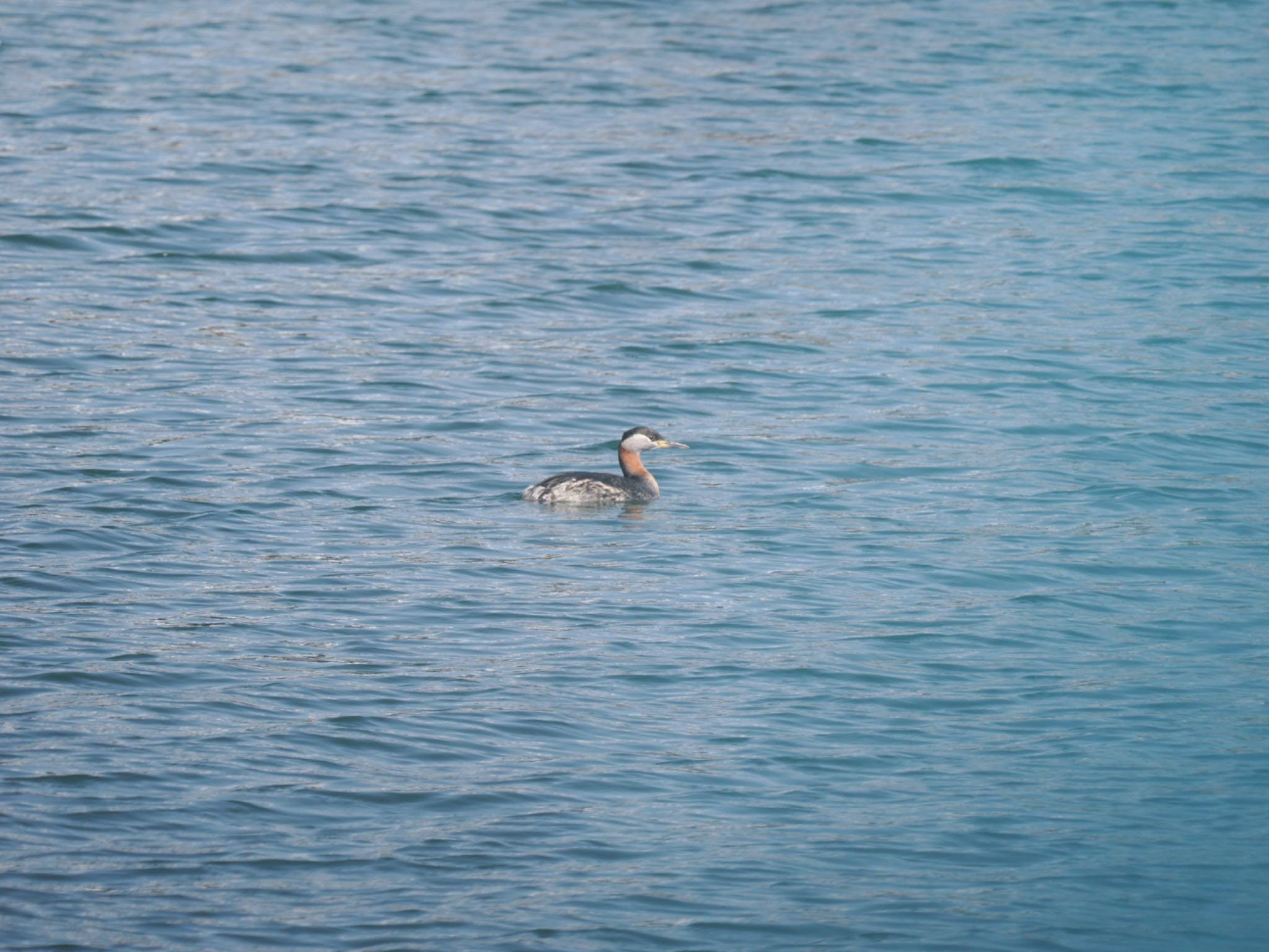 Red-necked Grebe