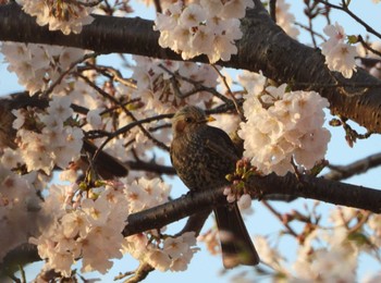 ヒヨドリ 袋井市 2023年3月29日(水)