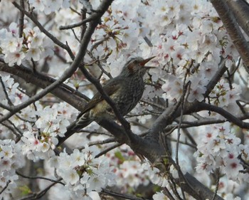 ヒヨドリ 袋井市 2023年3月29日(水)