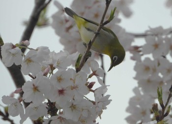 メジロ 袋井市 2023年3月28日(火)