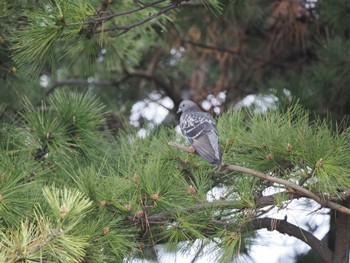 Rock Dove Sambanze Tideland Thu, 3/30/2023