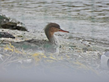 Red-breasted Merganser Sambanze Tideland Thu, 3/30/2023