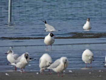 Black-headed Gull Sambanze Tideland Thu, 3/30/2023