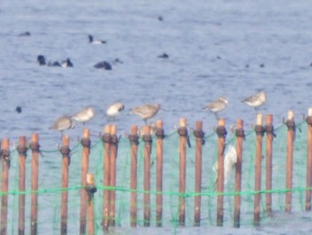 Bar-tailed Godwit Sambanze Tideland Thu, 3/30/2023