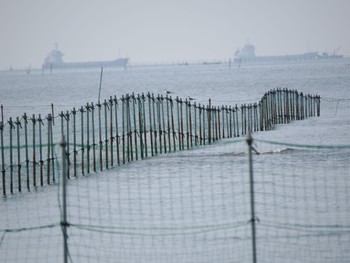 アジサシ ふなばし三番瀬海浜公園 2023年3月30日(木)