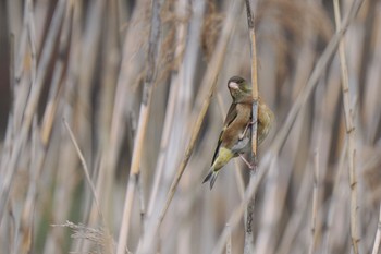 Grey-capped Greenfinch Sambanze Tideland Thu, 3/30/2023